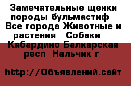 Замечательные щенки породы бульмастиф - Все города Животные и растения » Собаки   . Кабардино-Балкарская респ.,Нальчик г.